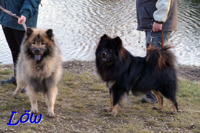 12.2.2022 - Howard und Dwix sind schon in Torten-Warteposition